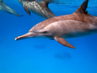 dauphin