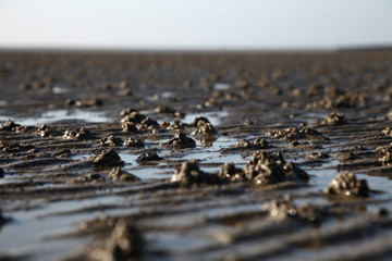 Wattwurm haufen, Wattenmeer, Nordsee Küste, Deutschland