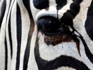 Zebra eye
