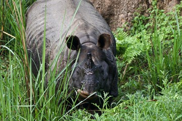 Rhinoceros in the grass of Chitwan National park, Nepal 