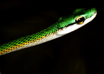 Green snake