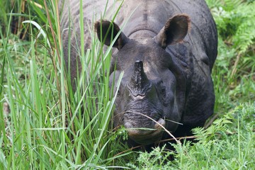 black rhino in grass