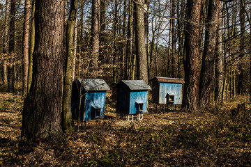 Bee hives in the forest. Old bee hives. Background.