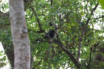 monkey on a tree, Chitwan National park, Nepal