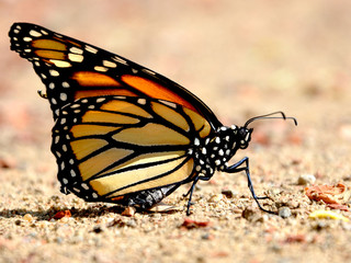 monarch butterfly