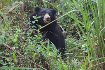 Obraz premium Bear into the forest, Chitwan National Park, Nepal