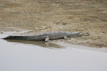 crocodile with mouth open