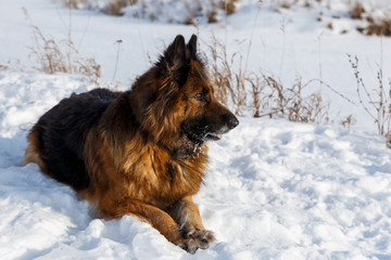 German shepherd dog lies in the snow.