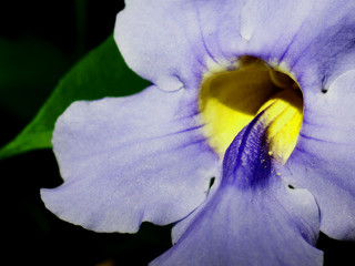 purple flower