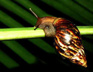 African Giant Snail