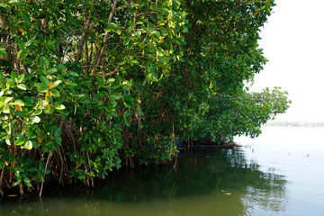 A row of mangroves in brackish water in the sunshine of summer in a tropical climate