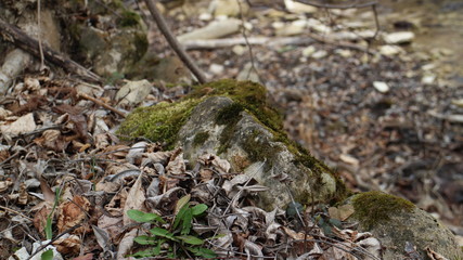 Moss growing on stone in forest in Medven / Bulgaria. 