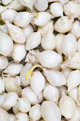 Small bulbs of white onion sets ready to planting.