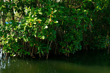 A row of mangroves in lagoon water in the sunshine of summer in a tropical climate