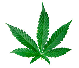 cannabis leave isolated on white background