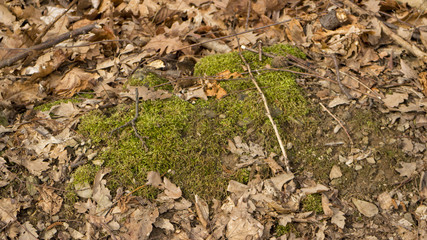 Moss growing on stone in forest in Medven / Bulgaria. 