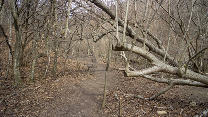Fallen tree lays across a forest trail. The forest is located in Medven / Bulgaria. By end of the...