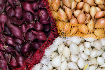 Small bulbs of red, yellow, white onion sets ready to planting.