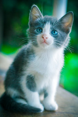 GATITO CACHORRO UNA HERMOSA MASCOTA