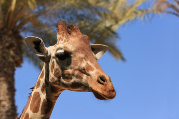 The tallest animals in the world