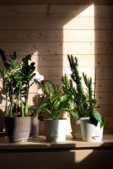 Collection of various plants in different pots. Potted dieffenbachia, cactus, epipremnum, zamioculcas and orchid