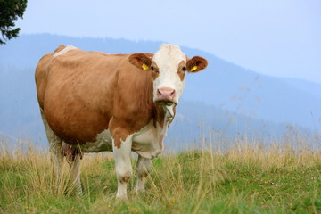 Fototapeta na wymiar Kuh auf der Almweide