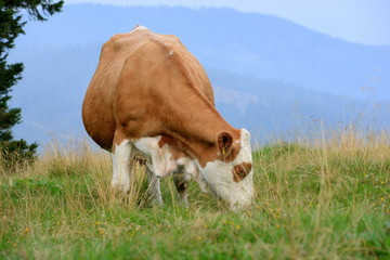 Kuh auf der Almweide