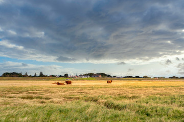 Fototapeta na wymiar Landscape with salt marshes and Scottish highland cattle near St