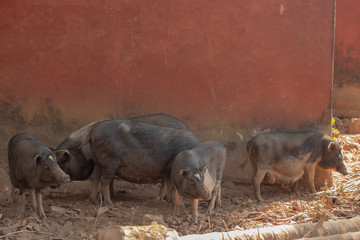 Pigs in Goa India