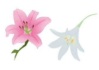 2 lily flower pink and white illustrations