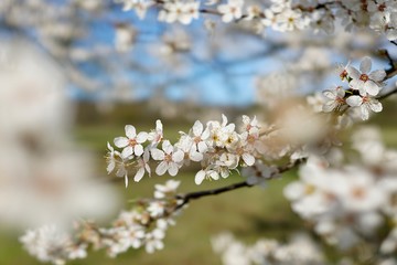 white flowers in spring