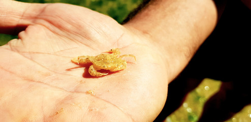 Cangrejo sobre la mano