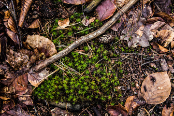 Green grass on a background of brown leaves. Background. Texture.