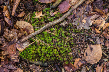 Green grass on a background of brown leaves. Background. Texture.