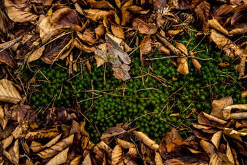 Green grass on a background of brown leaves. Background. Texture.