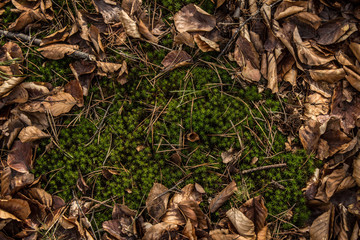 Green grass on a background of brown leaves. Background. Texture.