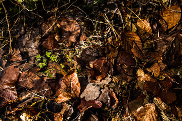 Green grass on a background of brown leaves. Background. Texture.