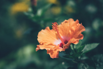 Orange hibiscus flower in the garden.