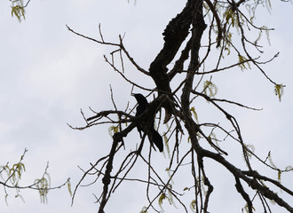 Black Bird Calling to others