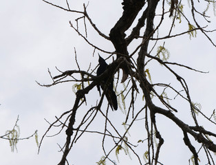 Black Bird starring up at the sky