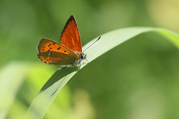 Obraz na płótnie Canvas Lycaena virgaureae, known as scarce copper, a butterfly from Finland