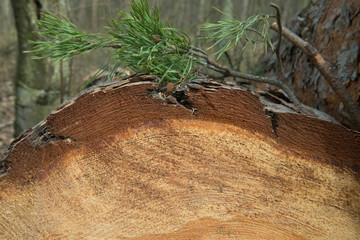 closeup of cut pine tree log