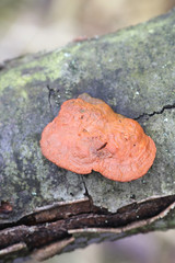 Trametes cinnabarina, known as Cinnabar Bracket or Northern Cinnabar Polypore, wild fungus from...