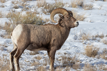 Bighorn Sheep Ram in Snow in Wyoming in Winter