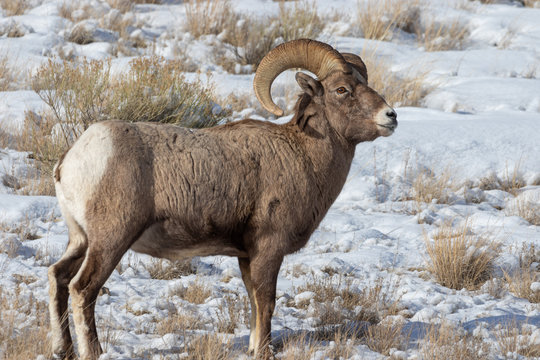 Bighorn Sheep Ram in Snow in Wyoming in Winter