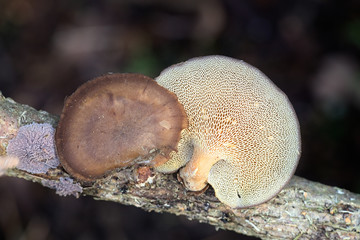 Polyporus brumalis, known as winter polypore, wild fungus from Finland