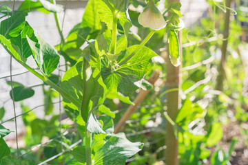 Young pea pods with white flower on metal trellis fence near brick wall siding backyard garden
