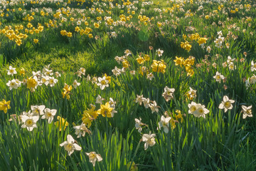 Gennevilliers, France - 03 15 2020: Nature in bloom as spring approaches. Carpet of yellow daffodils