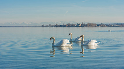 Swans (Cygnus olor) on Lake Constance (Bodensee), nature reserve, Mettnau peninsula, Radolfzell,...