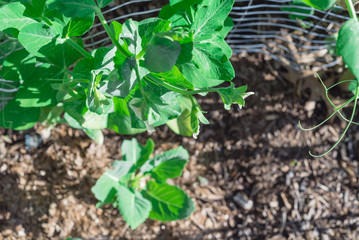Pea pods and white flower on metal fence trellis at backyard garden in Texas, USA